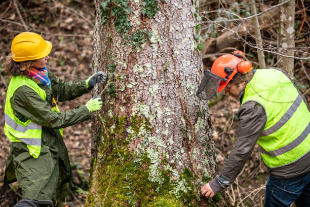 Best Tree and Shrub Care  in North Kensington, MD