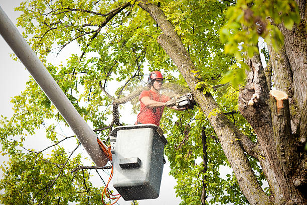 Best Tree Trimming and Pruning  in North Kensington, MD